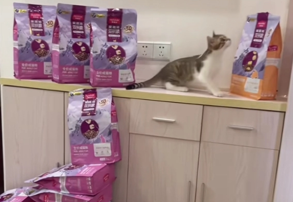 什么牌子的猫零食好?麦富迪三文鱼冻干,科学营养的安心之选 什么牌子的猫零食好?麦富迪三文鱼冻干,科学营养的安心之选