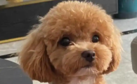 小狗吃多了肚子胀怎么办