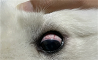 狗狗眼睛很红是结膜炎吗