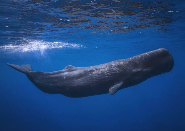 咔哒、咔哒!科学家破译抹香鲸“神秘语音字母表” 咔哒、咔哒!科学家破译抹香鲸“神秘语音字母表”