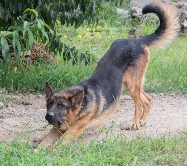 无畏守护者：这几种护卫犬会一生保护主人的安全！