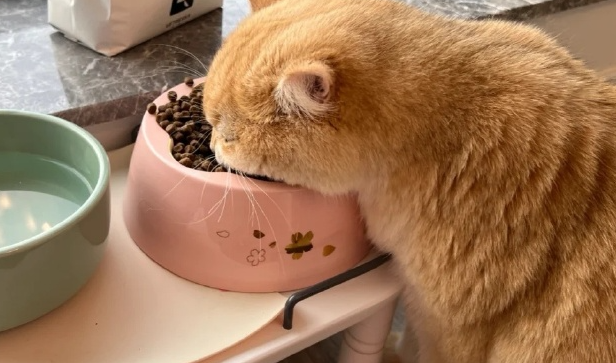 爱肯拿猫粮哪款性价比更高些,哪些成分尤为关键 爱肯拿猫粮哪款性价比更高些,哪些成分尤为关键