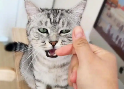 刚带回家的猫咪需要多久才能亲近