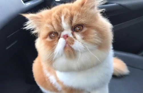 给母猫绝育选择什么季节比较好? 给母猫绝育选择什么季节比较好?