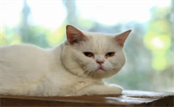 猫可以吃山竹吗