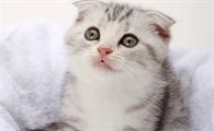 哪些疾病会导致猫咪软便