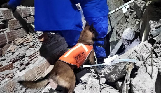 南京功勋搜救犬小龙走失:全城寻找的生命勋章 南京功勋搜救犬小龙走失:全城寻找的生命勋章