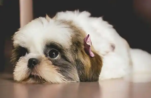 狗狗抽搐后体温异常升高是何原因? 狗狗抽搐后体温异常升高是何原因?