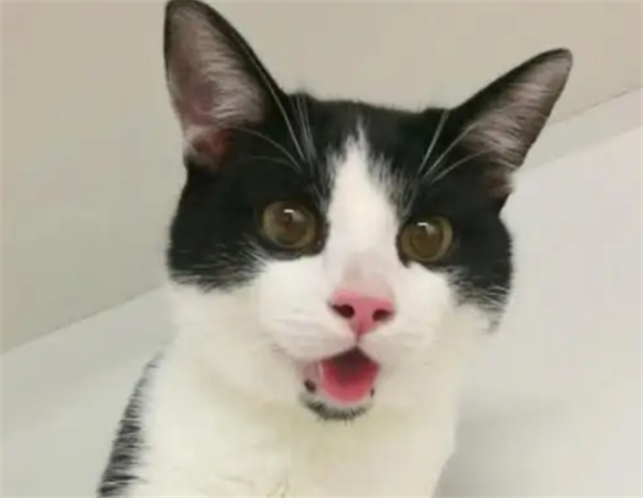 宠物猫四个月就有发情迹象正常吗