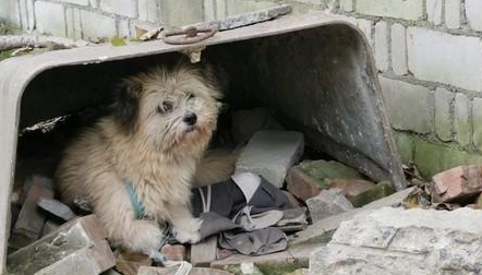 兰州弃狗事件获4.3万捐款,37家庭争领养促立法改革 兰州弃狗事件获4.3万捐款,37家庭争领养促立法改革