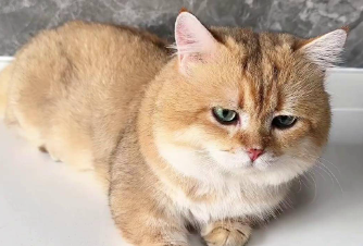 猫不拉屎的原因是什么引起的 猫不拉屎的原因是什么引起的