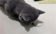 猫咪能吃壁虎吗