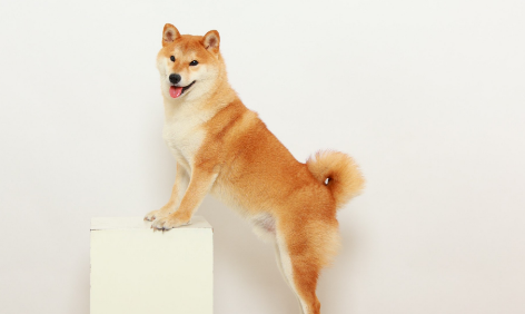 狗打嗝是怎么回事 狗打嗝是怎么回事