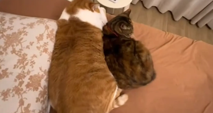 猫咪是姐弟俩，体型差距大，弟弟洗澡得去洗车店吧