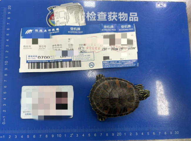 女子将宠物乌龟藏在蝴蝶结盘发内,过安检乘飞机时被查 女子将宠物乌龟藏在蝴蝶结盘发内,过安检乘飞机时被查