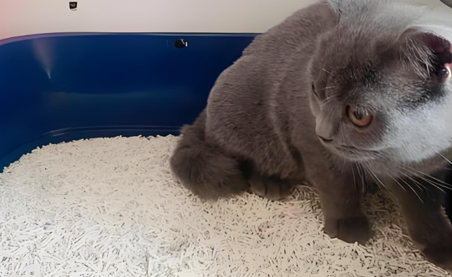猫砂多久铲一次？Parlmu猫砂除臭科技颠覆传统