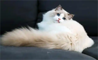 猫瘟康复期猫咪食欲差怎么办