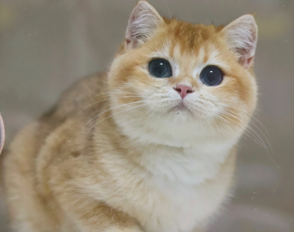 英短猫粮推荐性价比高的品牌——别错过许愿仔猫粮! 英短猫粮推荐性价比高的品牌——别错过许愿仔猫粮!