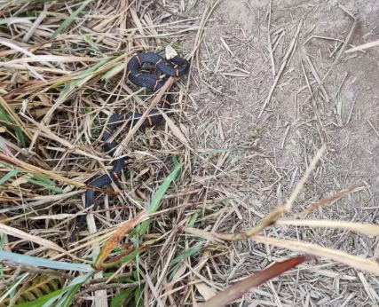 古交一小区出现灰花蛇 多方联手消除安全隐患 古交一小区出现灰花蛇 多方联手消除安全隐患