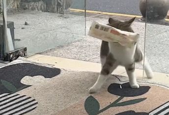 猫咪在玻璃门前摇头晃脑试探玻璃门位置。网友:搁这舞狮呢 