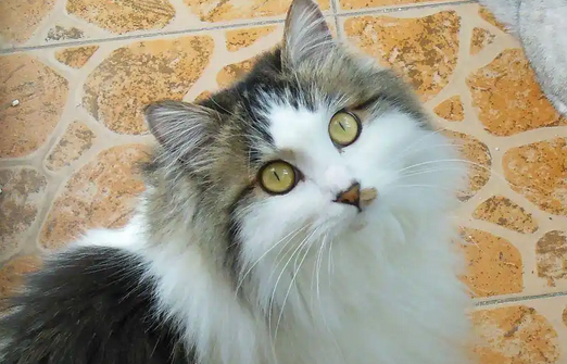 猫跳蚤在猫咪毛发里长什么样