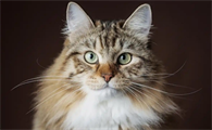 猫咪软便频繁是肠胃不好吗