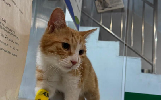 小猫疑被困长沙居民楼外墙近一月后获救 小猫疑被困长沙居民楼外墙近一月后获救