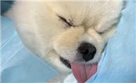 狗狗呕吐吃什么管用