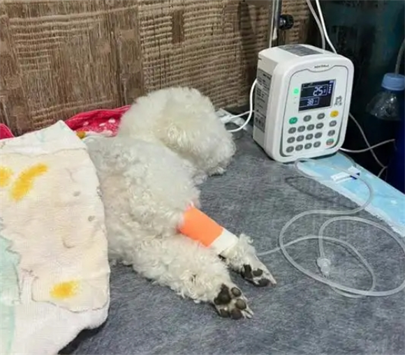 小狗被打后一直喘气呼吸急促 小狗被打后一直喘气呼吸急促