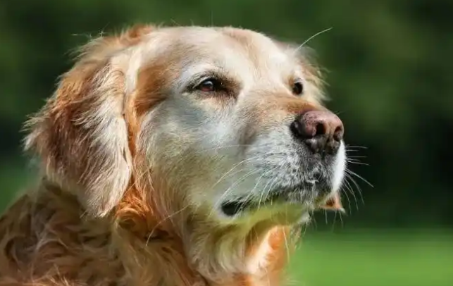 宠物经济蓬勃兴起,成为消费市场新引擎 宠物经济蓬勃兴起,成为消费市场新引擎