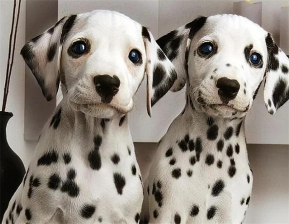宠蓓萌小知识:大麦町犬(斑点狗)好养吗? 宠蓓萌小知识:大麦町犬(斑点狗)好养吗?