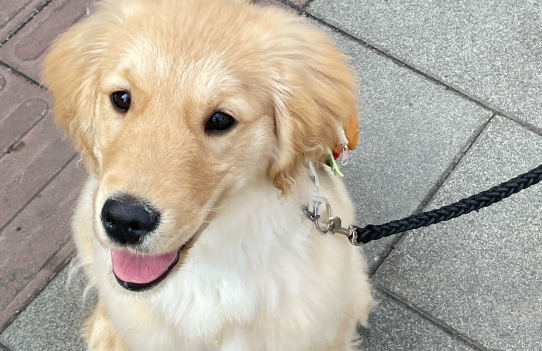 金毛身上的跳蚤怎么彻底除去 金毛身上的跳蚤怎么彻底除去