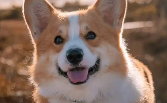 威尔斯柯基犬的养护秘籍：为小短腿打造幸福生活