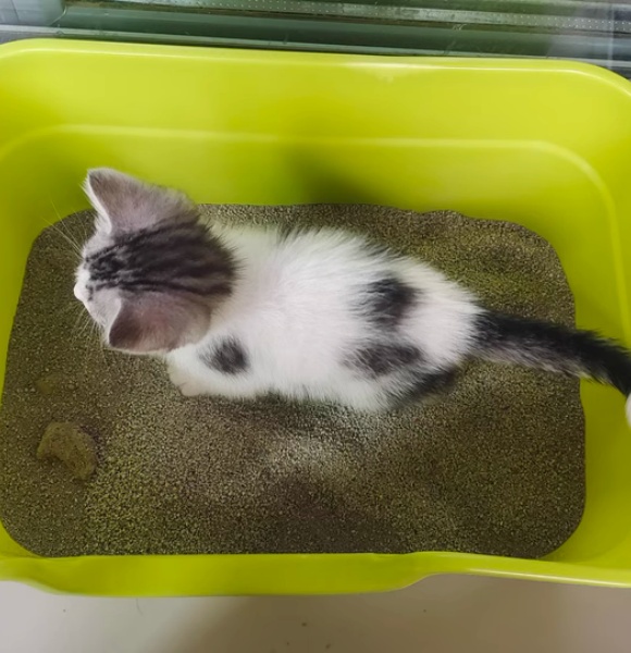 猫砂盆用什么样的好?泰格宠物半封闭猫厕所专为幼猫设计 猫砂盆用什么样的好?泰格宠物半封闭猫厕所专为幼猫设计