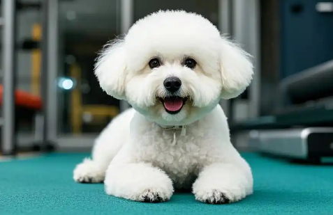 狗狗泪腺严重发炎要使用什么药物治疗？