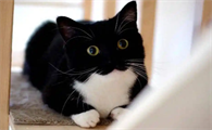 猫抽搐频率增加需要调整治疗吗