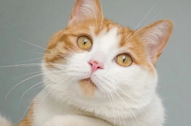 猫咪咳嗽是什么引起的 猫咪咳嗽是什么引起的