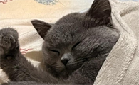 猫咪咳血怎么回事