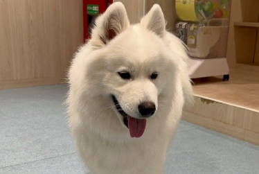 狗狗半夜吐没有消化的狗粮 狗狗半夜吐没有消化的狗粮