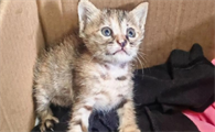 小猫后腿外翻如何纠正