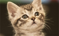 猫吃了罐头就吐是什么原因