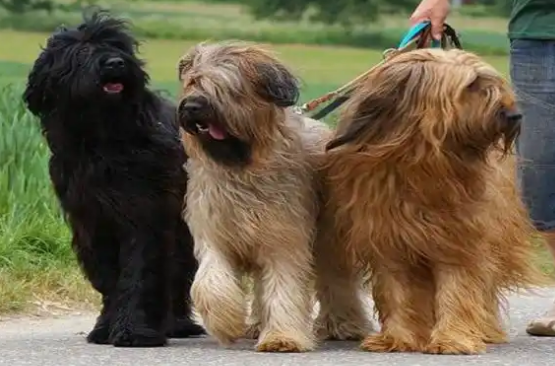 伯瑞犬训练全攻略：从幼犬到成熟犬的进阶指南
