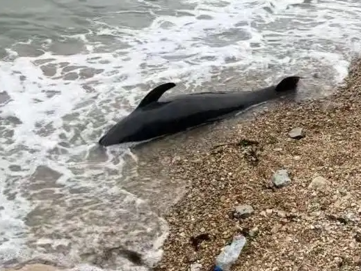 2米长海豚疑搁浅大连海滩死亡 2米长海豚疑搁浅大连海滩死亡