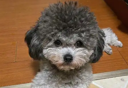 原来泰迪这个颜色这么贵,难怪养的人这么少 原来泰迪这个颜色这么贵,难怪养的人这么少