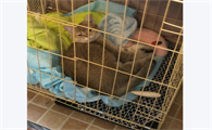 猫咪犯错可以关禁闭吗为什么
