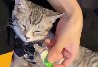 猫鼻子抹风油精多久才会没事
