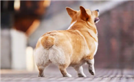 威尔斯柯基犬几天断尾?断尾对它是好是坏?