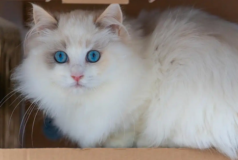 猫多久洗一次澡对毛发和皮肤健康最好