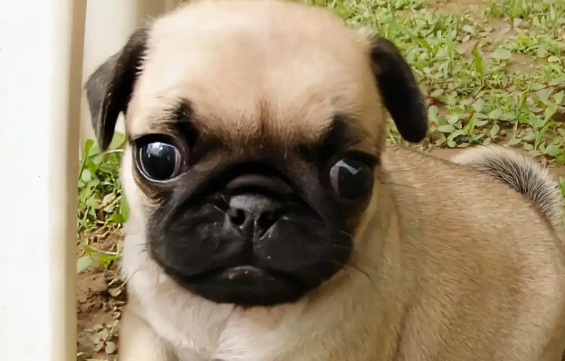 巴哥犬优点全解析:适不适合你,一看便知 巴哥犬优点全解析:适不适合你,一看便知