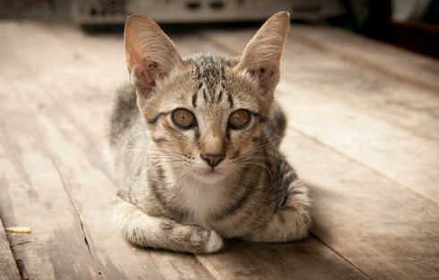 猫咪抑郁症一般会有哪些明显表现症状? 猫咪抑郁症一般会有哪些明显表现症状?